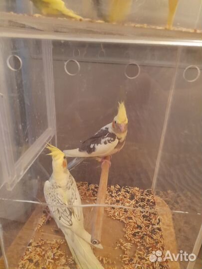 Волнистые попугаи. Кореллы