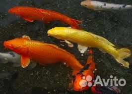Рыбки. Японский карп,кои