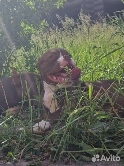 Счастливые булли