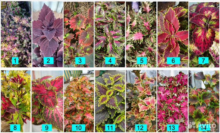 Колеусы срезы