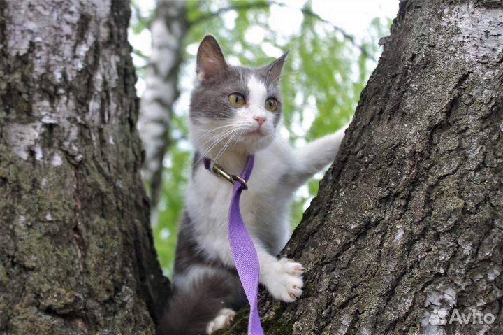 Том ищет дом