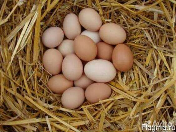 Домашние куриные яйца