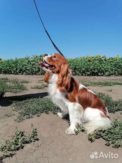 Вязка Кавалер Кинг Чарльз Спаниель