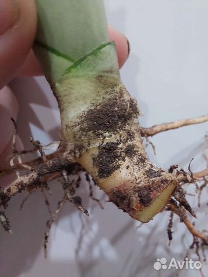 Сансевиерия Муншайн