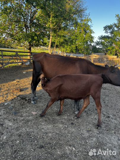 Корова дойная с теленком