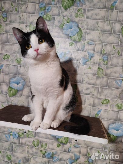 Кошки бесплатно