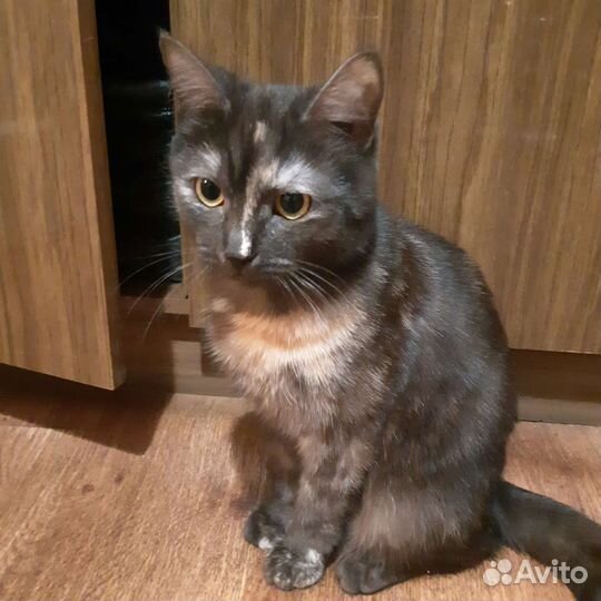 Кошечка стерилизованная