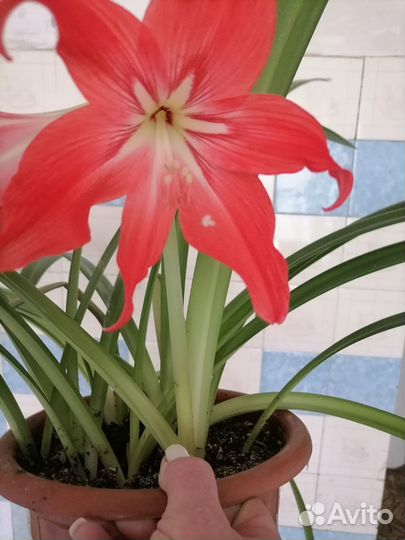 Гиппиаструм