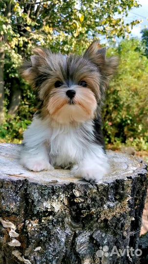 Бивер мальчик