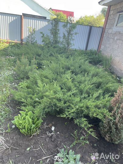 Рассада цветы и овощей