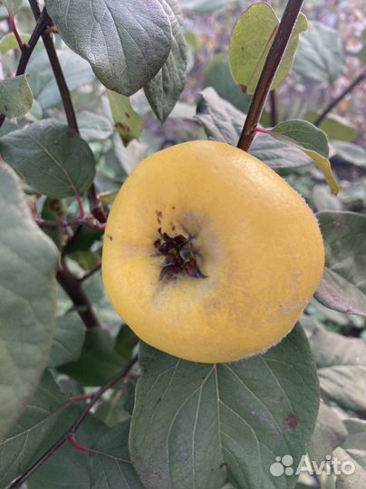 Плодовые деревья