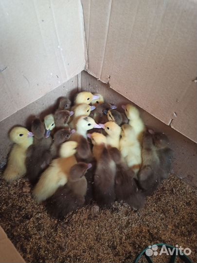 Индоутята тяжелой линии