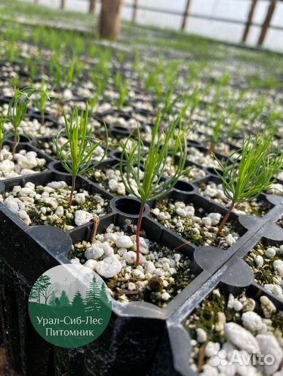 Зкс и окс Сосна Ель Лиственница сеянцы Голуб горн
