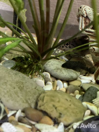 Аквариум с рыбками