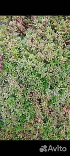 Сфагум магелланский розовый свежий мох