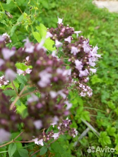 Травы пряные многолетние