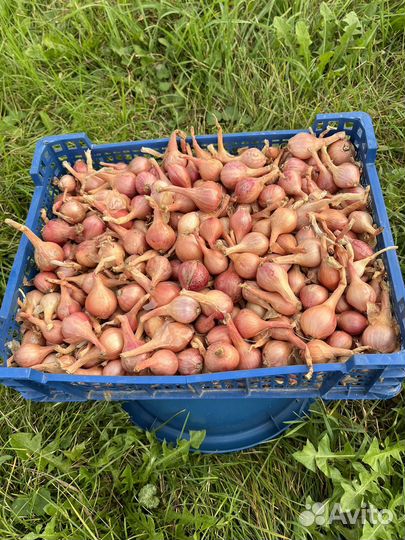 Лук севок Шалот (семейный)