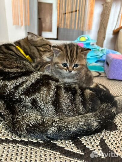 Продаются шотландские котята