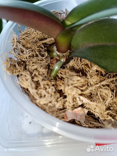 Орхидея дендробиум, Фаленопсис