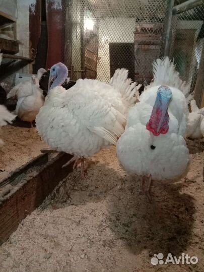 Инкубационное яйцо Индюшата Бройлер