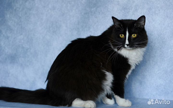 Кошка в добрые руки