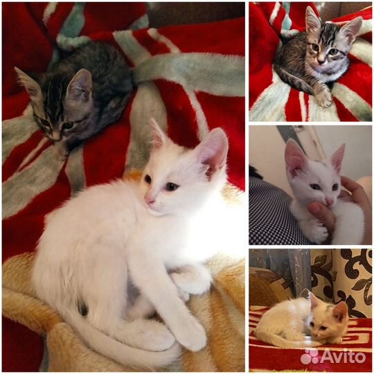 Котята в добрые руки