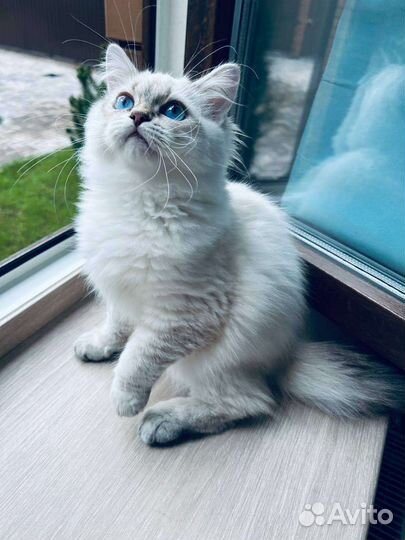 Невские маскарадные котята