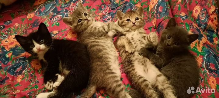 Котята в добрые руки