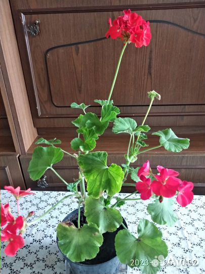 Пеларгония герань