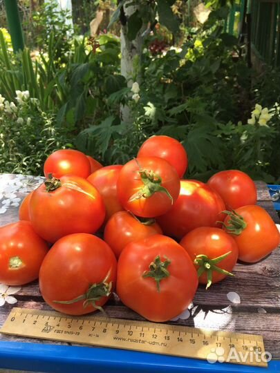 Семена рассада помидор советских розовых