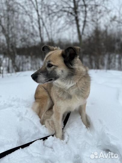 Собачка ждёт свою семью