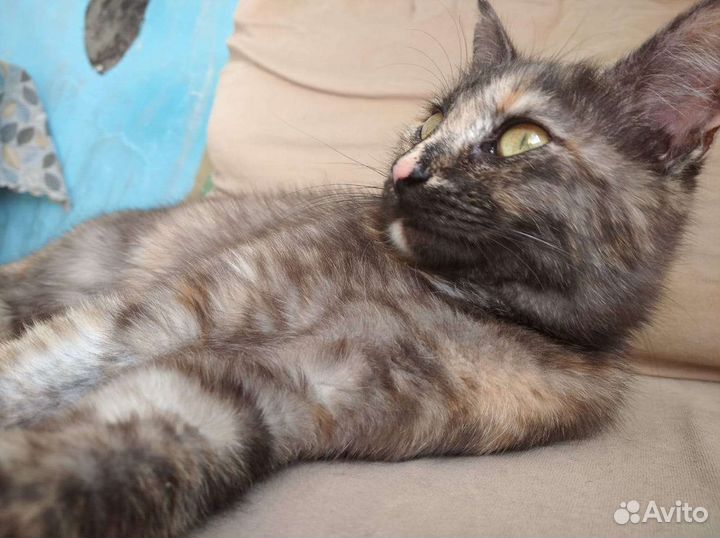 Кошка в дар бесплатно