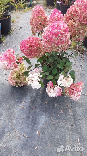 Гортензия метельчатая