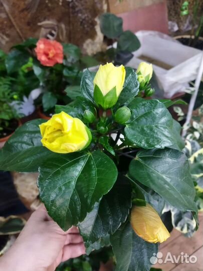 Сортовые гибискусы