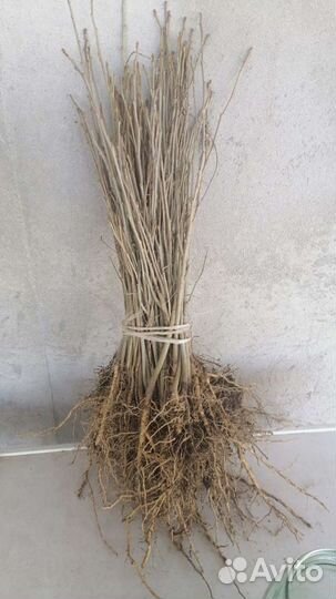 Гибискус сирийский