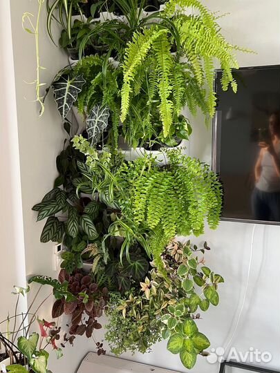 Фитостена из живых растений