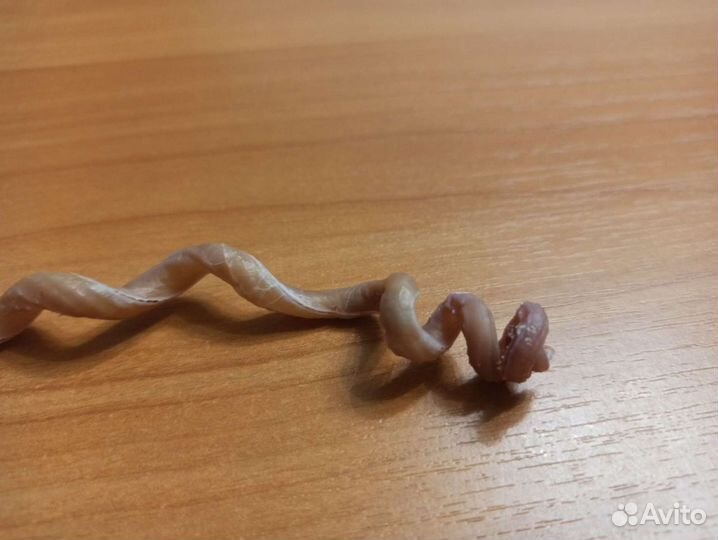 Морская раковина