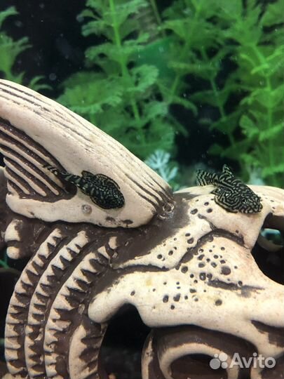 Аквариумные рыбки