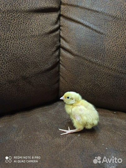 Перепелята