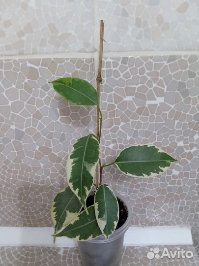 Фикус Бенджамина. Черенки укорененные