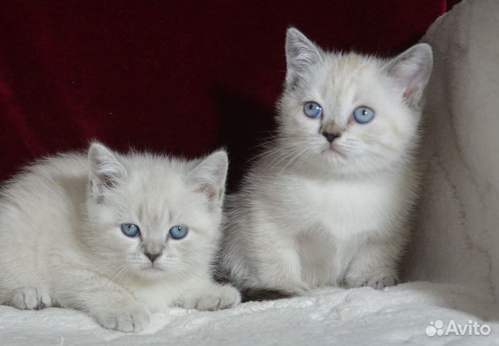 Шотландская колорная