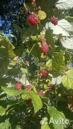 Малина,ягода