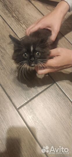 Отдам в добрые руки котёнка
