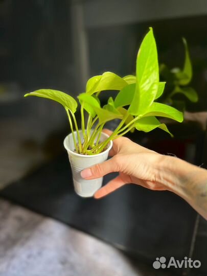 Сциндапсус неон