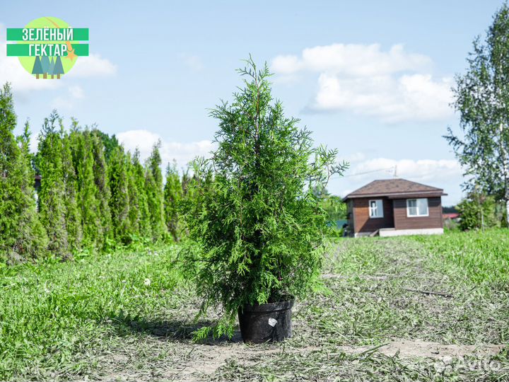 Туя брабант 1,2 м свежая копка 2023