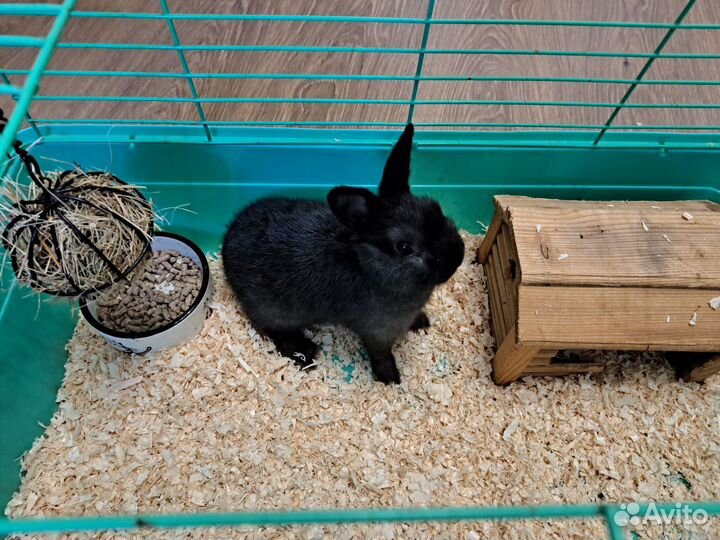 Декоративный карликовый кролик чёрный