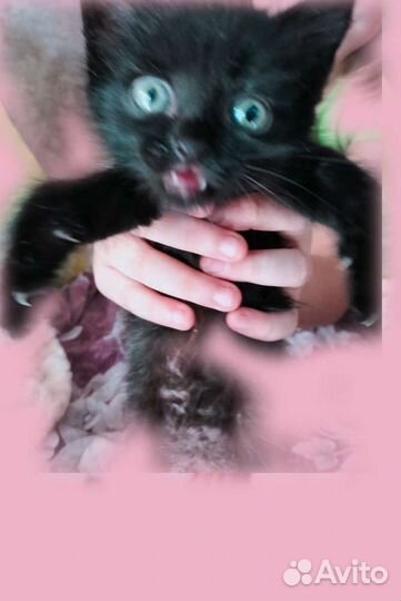 Котята в добрые руки бесплатно