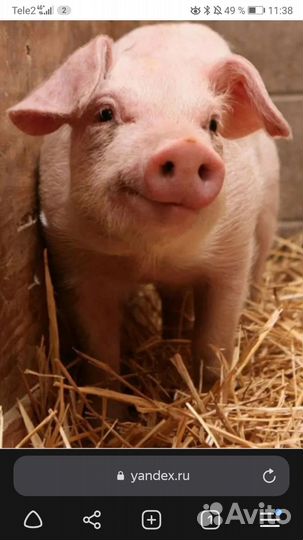 Мясо домашнее свинина