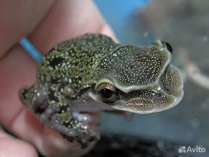 Головастики шлемоголовой лягушки