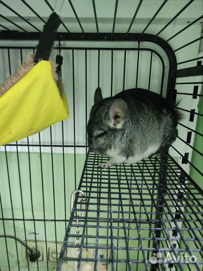 Грызуны, рептилии и аквариумистика